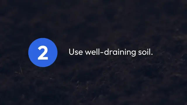 'Video thumbnail for Tips to Grow Chilli Plants'