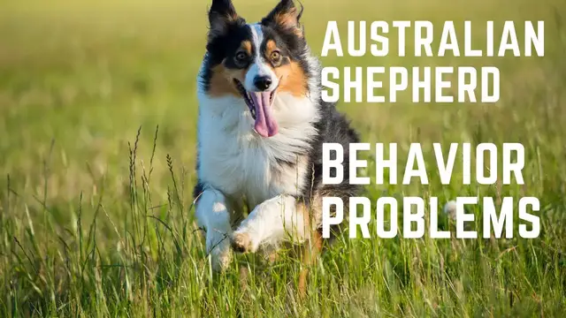 'Video thumbnail for Australian Shepherd Behavior Problems'