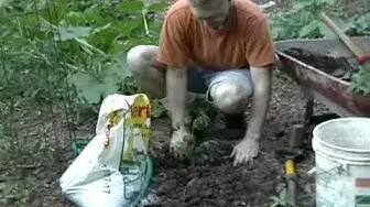 'Video thumbnail for Planting tomatoes in the garden.wmv'