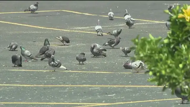 'Video thumbnail for LI town proposing fines for feeding pigeons'