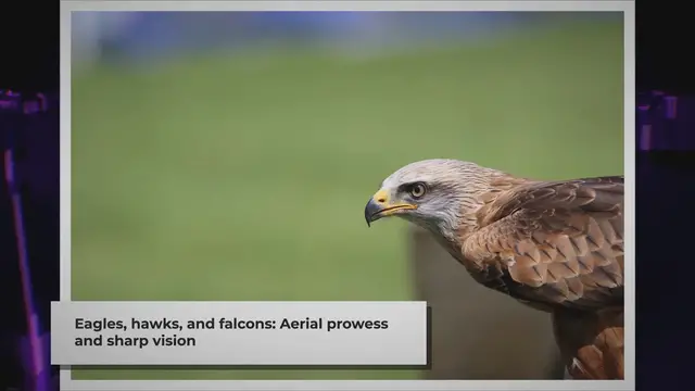 'Video thumbnail for Eagle Vs Hawk Vs Falcon: A Brief Comparison'