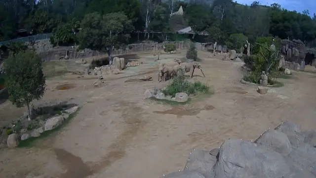 'Video thumbnail for Elephant herd in zoo reacts to California earthquake to protect their young'