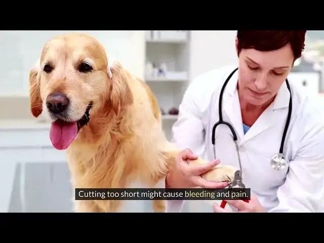 'Video thumbnail for Ensuring Your Dog’s Comfort and Security in Grooming Sessions'