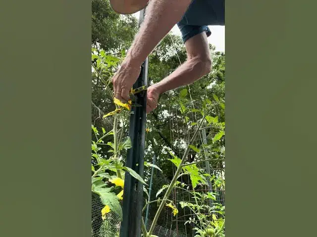 'Video thumbnail for Tying tomato stems'