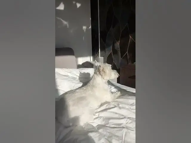 'Video thumbnail for Westie’s TV Time 📺🐾'