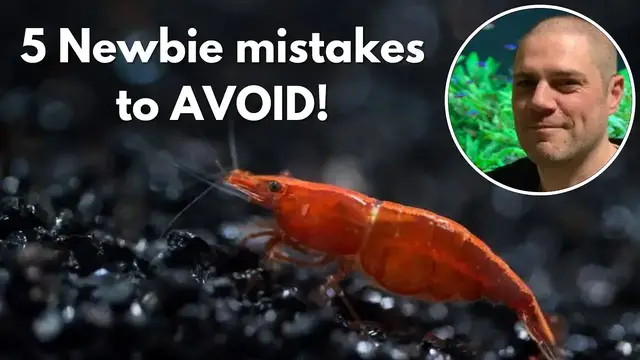 'Video thumbnail for ?️ Newbie Shrimp Keeping Mistakes to Avoid!'