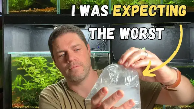 'Video thumbnail for Unboxing Neon Blue Crayfish'