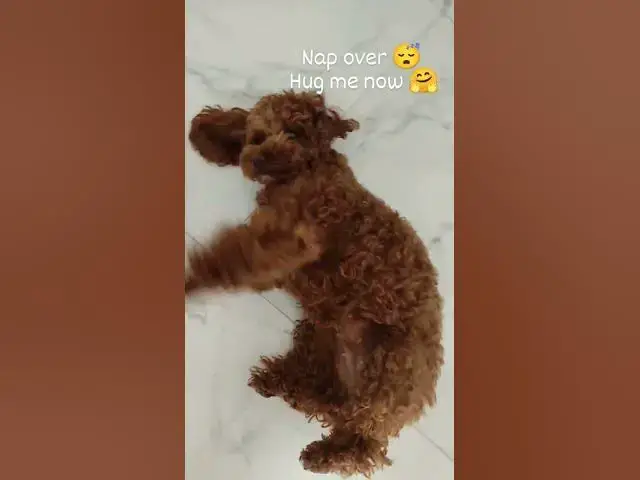 'Video thumbnail for Nap is over 😴 Please hug me now 🤗 #maltipoo'