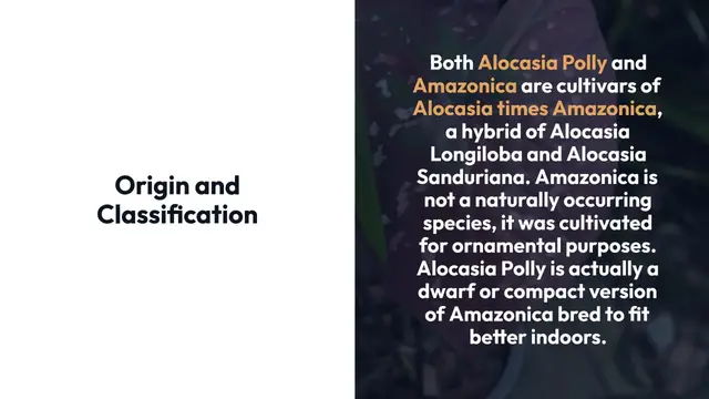 'Video thumbnail for Alocasia Polly Vs Amazonica'