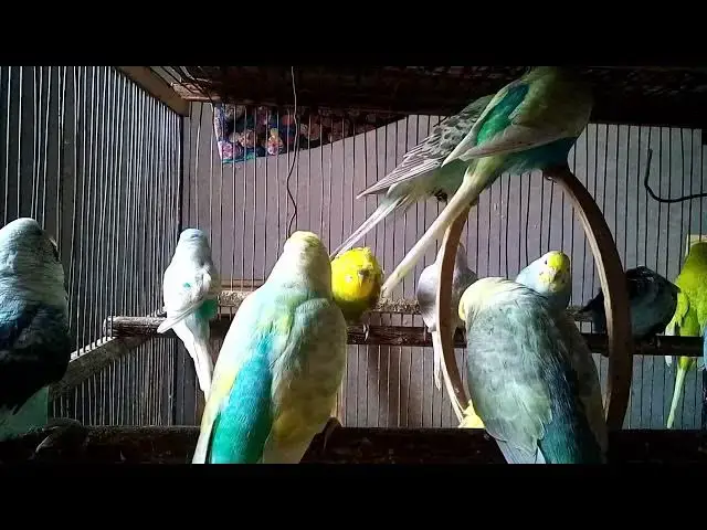 'Video thumbnail for Papageien im Schlafzimmer Besser schlafen 😴🦜'