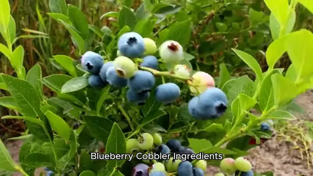 'Video thumbnail for Blueberry cobbler recipe'