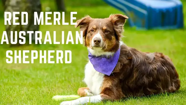'Video thumbnail for Red Merle Australian Shepherd and  What is a Red Merle Australian Shepherd'