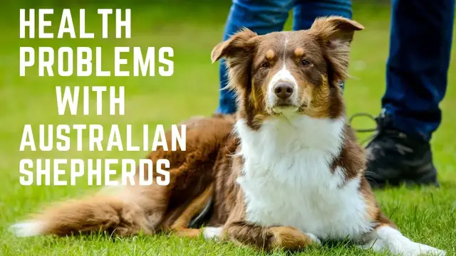 'Video thumbnail for Health Problems with Australian Shepherds'