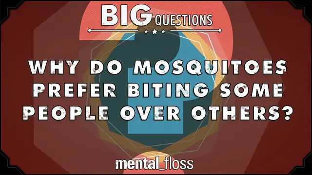 'Video thumbnail for Why do mosquitoes prefer biting some people to others? - Big Questions - (Ep. 26)'