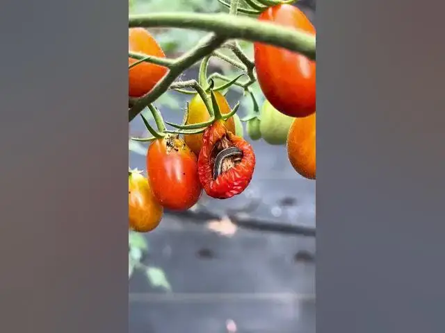 'Video thumbnail for Find and battle tomato worms!'