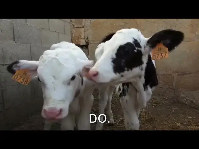 'Video thumbnail for Can cows cry real tears?'