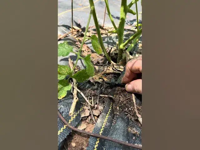 'Video thumbnail for Drip watering hoses for tomatoes'