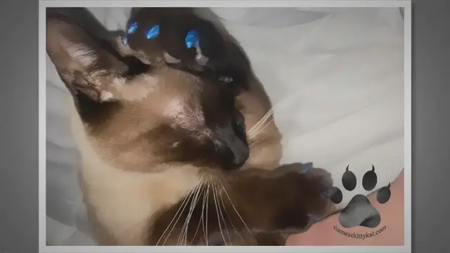 'Video thumbnail for Siamese Cats: Can They Retract Their Claws? A Guide'