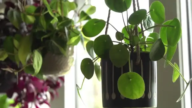 'Video thumbnail for Philodendron Birkin Repotting'