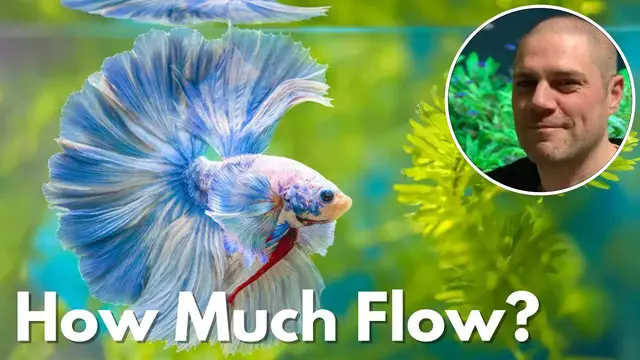 'Video thumbnail for Do Betta Fish Prefer Still or Moving Water - ANSWERED!'