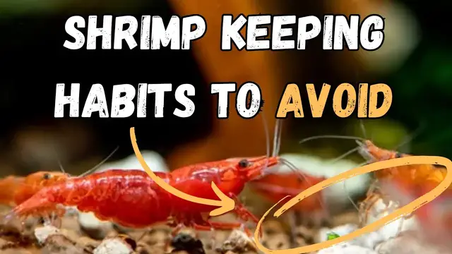 'Video thumbnail for Bad Shrimp Keeping: 4 Habits You Should Quit Today'
