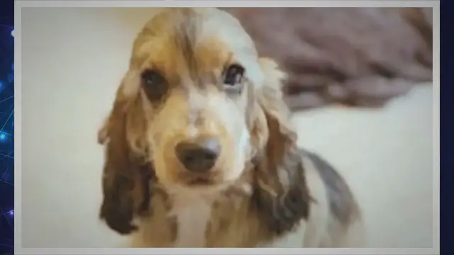 'Video thumbnail for What is a Sable Cocker Spaniel Puppy?'