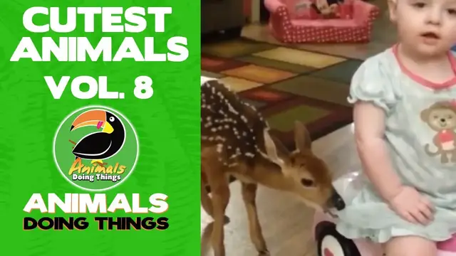 'Video thumbnail for Funny Animals Vol. 8 | Animals Doing Things'