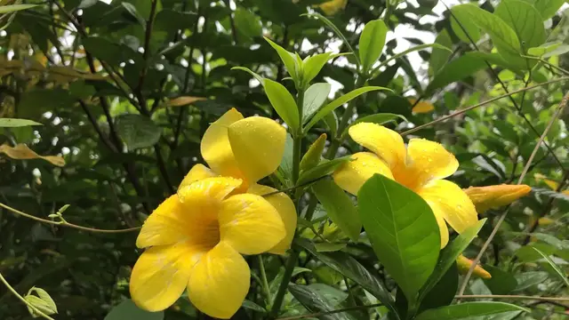 'Video thumbnail for Yellow Flowe'
