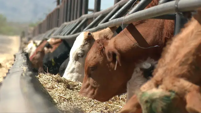 'Video thumbnail for US reopens southern ports to Mexican cattle after screw-worm outbreak halted trade'