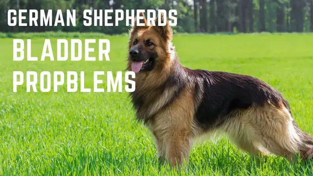 'Video thumbnail for German Shepherd Bladder Problems'