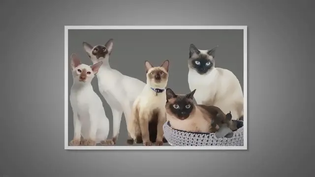 'Video thumbnail for 5 Amazing Ways Siamese Cats Are Different'