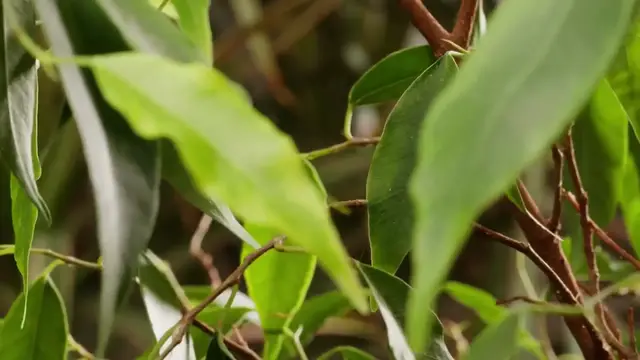'Video thumbnail for Philodendron Birkin Pruning Tips'