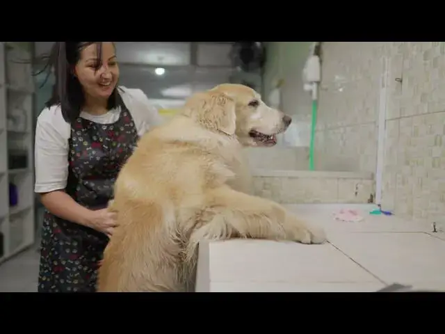 'Video thumbnail for Elevate Your Grooming Game: The Transformative Power Of Hydraulic Lift Dog Grooming Tables'