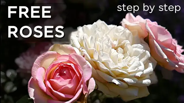 'Video thumbnail for How to Take Rose Cuttings for Free Roses for Your Garden'