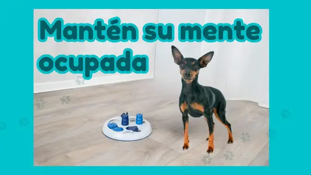 'Video thumbnail for 🐕Juguete interactivo para tu pinscher miniatura   ❤️'