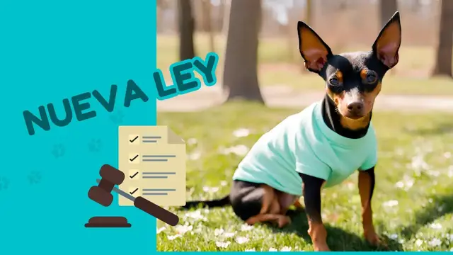 'Video thumbnail for 🐕 Nueva Ley de Bienestar animal (para perros)  ❤️'