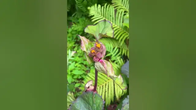 'Video thumbnail for Ligularia Othello perennial plant zone 5b #diygardening #gardendesign #garden #gardening #blooms'