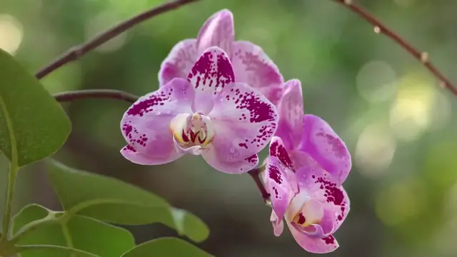 'Video thumbnail for Indoor Plants That Bloom'