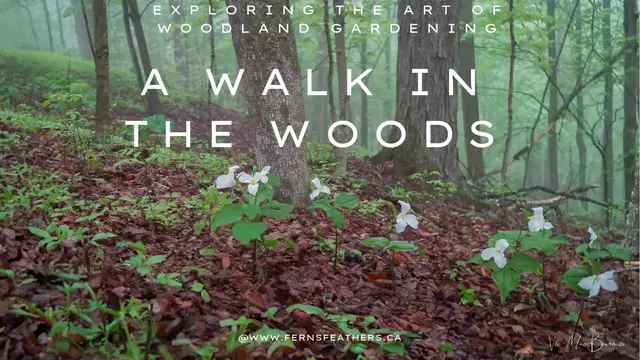 'Video thumbnail for Walk in the woods'