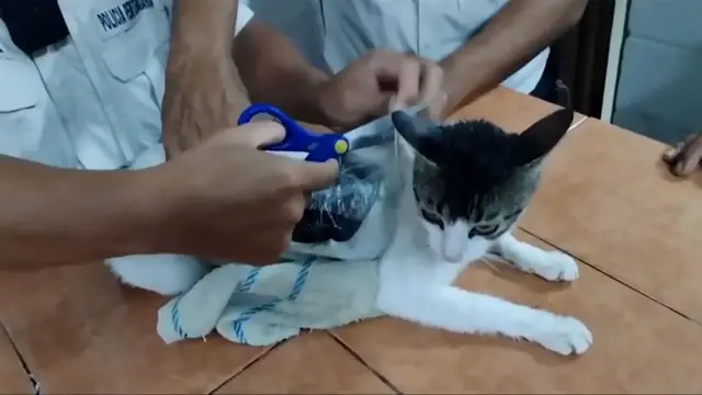 'Video thumbnail for Cat caught smuggling drugs into prison into Costa Rica'