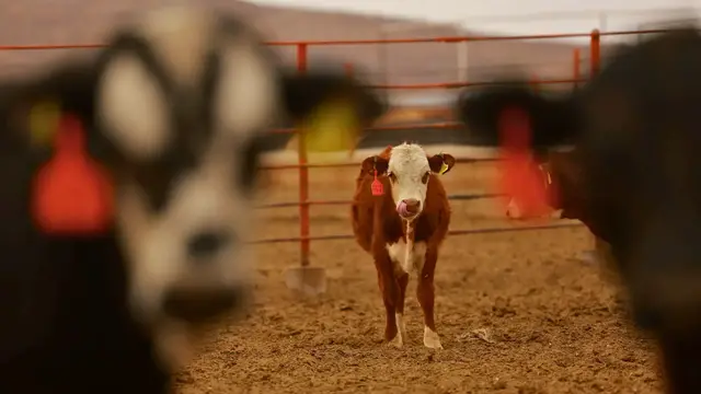 'Video thumbnail for US ban on Mexican livestock imports devastates cattle farmers'