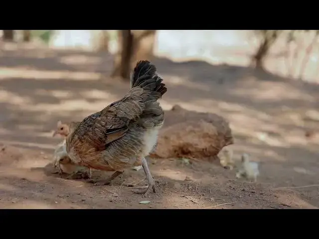 'Video thumbnail for Do You REALLY Need a Rooster? (The Truth About Egg Production)'