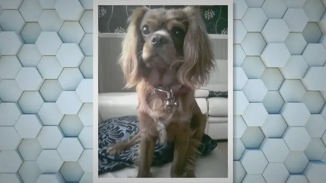 'Video thumbnail for Knee Deep: Unraveling the Torn ACL in Cavalier King Charles Spaniels - Causes, Symptoms, Treatment, and Prevention'
