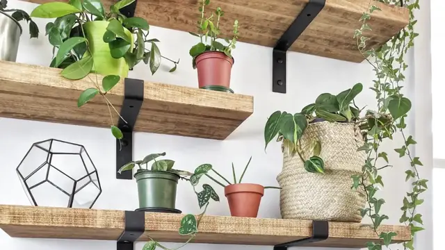 'Video thumbnail for Indoor Plant Shelf Ideas'