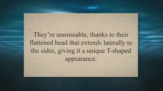 'Video thumbnail for All About Hammerhead Sharks: The Squat-Headed Shark'