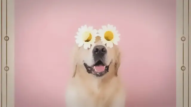 'Video thumbnail for No More Knots: Detangling Dog Sprays That Work Wonders'