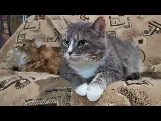 'Video thumbnail for Why do cats eat grass?'