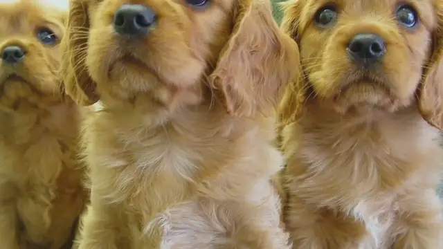 'Video thumbnail for Cocker Spaniel Pregnancy and Litter Care: Essential Guide'
