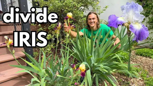 'Video thumbnail for IRIS - How to Divide Plants - Improved Flowering'