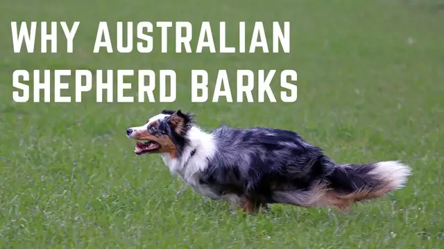 'Video thumbnail for why Australian shepherd bark'